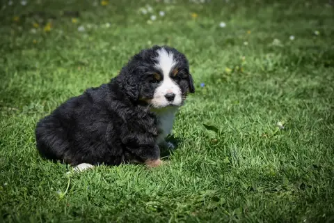 Bouvier Bernois  B................... Domaine Des Per 0fc2a photo 3