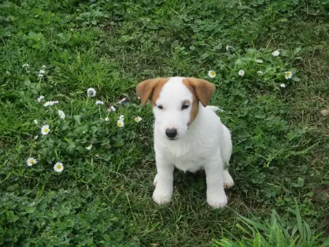 Jack Russell Terrier  Aston D'Erland photo 2