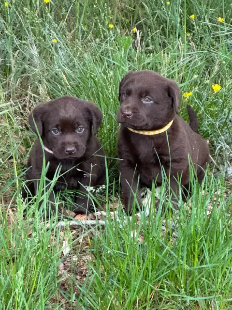 Labrador Retriever  Chocolat 7877 De Sandie Landes