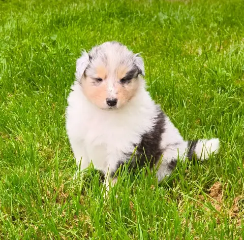 Colley À Poil Long  Male Bleu Merle De Charletienne 447d5
