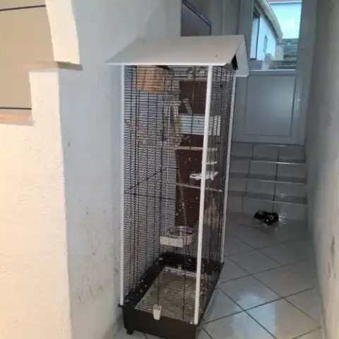 Oiseaux Plus Cage
