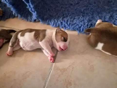 Staffordshire Bull Terrier  Beautiful Dream De Gaia V 5fac3
