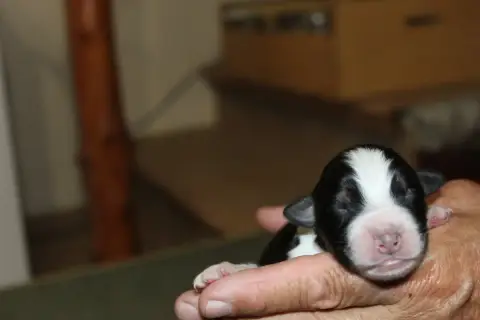 Berger Australien  Chiot N°4 Les Constellations Du Co 0de5e