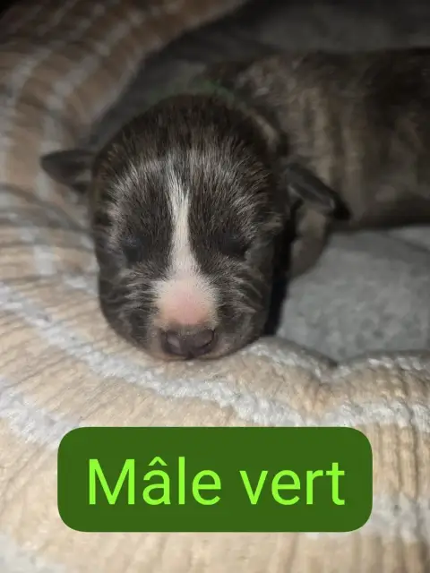 American Staffordshire Terrier  B... Du Royaume De Tc a7518 photo 2