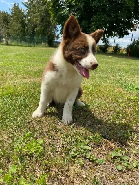 Border Collie  Chiot N°1 Des Gardiens D'Athéna