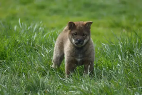 Shiba  Chiot 1 Sumidagawasou