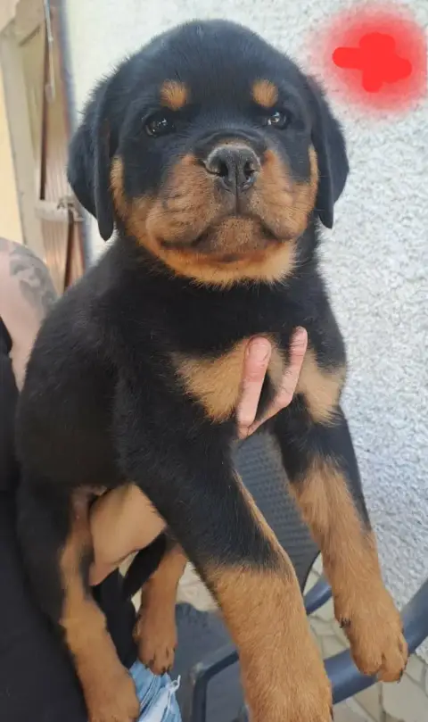 Rottweiler  Rouge Des Volcans De Feu