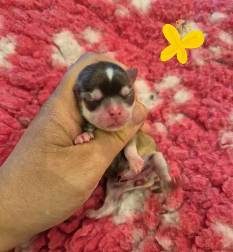 Chihuahua  Bonita De La Plaine Du Jaelma