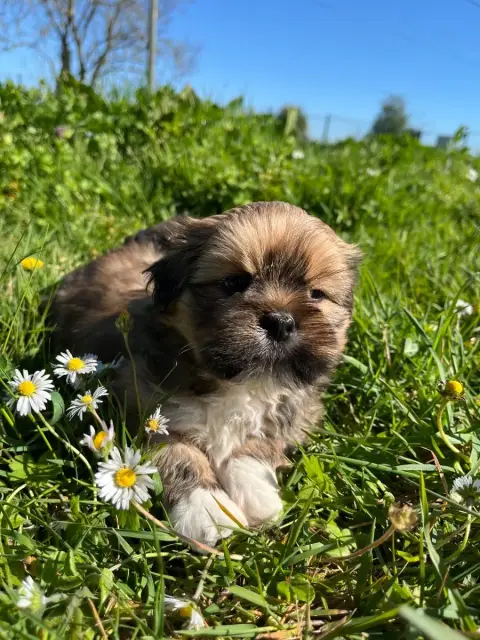 Lhassa Apso  Chiot N°2 De Jerrie Black photo 2