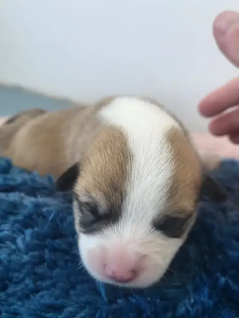 Welsh Corgi Pembroke  Birdy