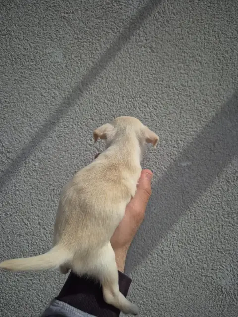 Chihuahua  Bear'S photo 3