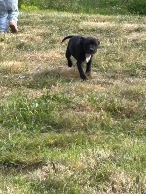 Staffordshire Bull Terrier  Baldwin Des Empereurs De  0e0c8 photo 2