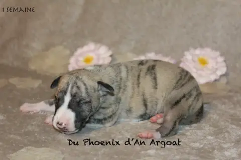 Whippet  Bary Du Phoenix D'An Argoat
