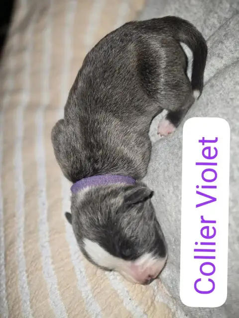 American Staffordshire Terrier  B... Du Royaume De Tc 29708 photo 3