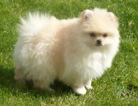 Spitz Allemand  Bianca Des Petits Ecureuils photo 2