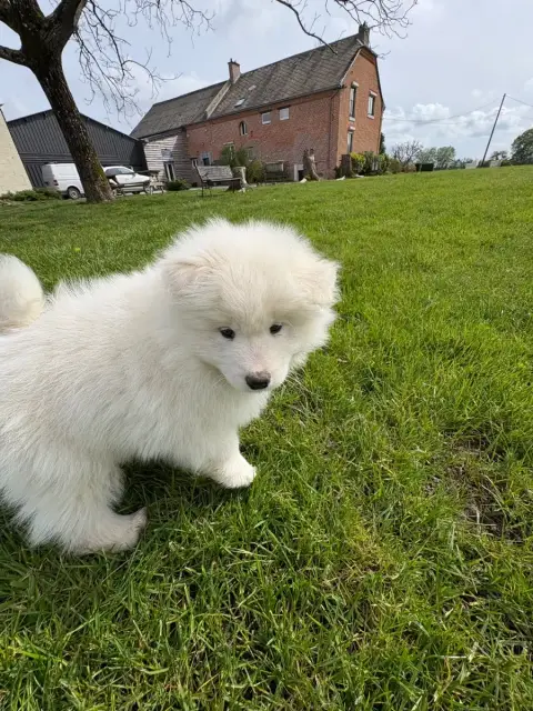 Samoyède  Chiot 4 Domaine De Youtyha