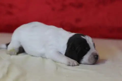 English Springer Spaniel photo 3