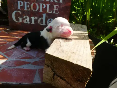 Bobtail  Chiot 3 Of Mary People