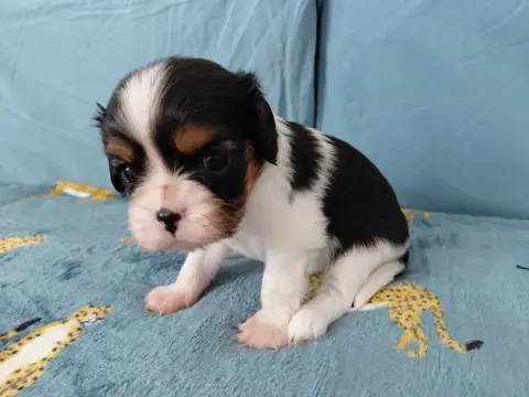 Cavalier King Charles Spaniel  Ft1 De La Horde Royale b17d9 photo 2