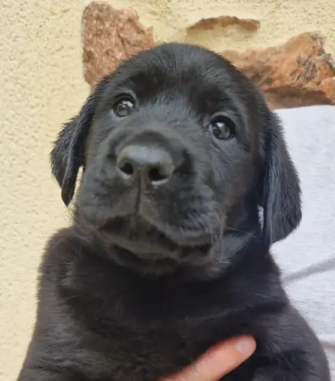 Labrador Retriever  Noire 3 Des Terres Sacrees photo 3