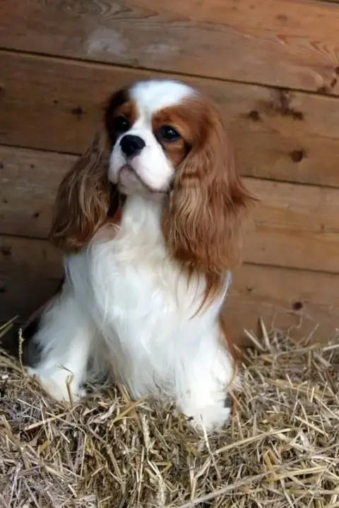 Cavalier King Charles Spaniel  Male 'Oir Et Feu Du So d758d