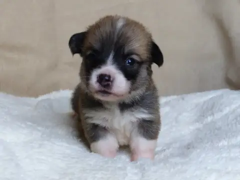 Welsh Corgi Pembroke  Madame Bounty Du Domaine De Boi 4a3f5