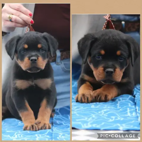 Rottweiler  Chiot 3 Of Legend Mysteria