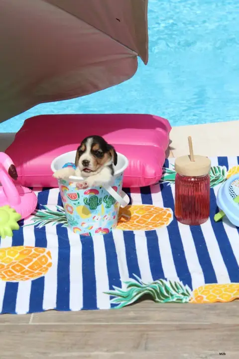 Beagle  Chiot 5 Des Crocs De Heurtevent photo 2