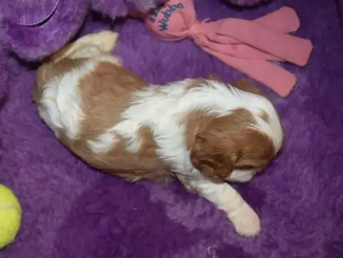 Cavalier King Charles Spaniel 
                       80403 photo 2