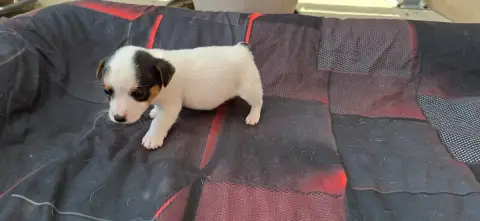 Jack Russell Terrier  Chiot 2 De L'Etang De Rochefort 2b86d photo 3