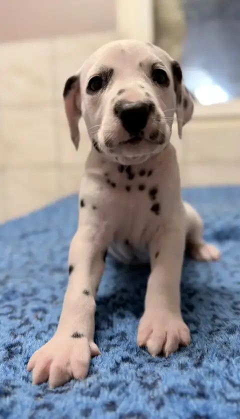 Dalmatien  Chiot N°8 Valma'S Signature