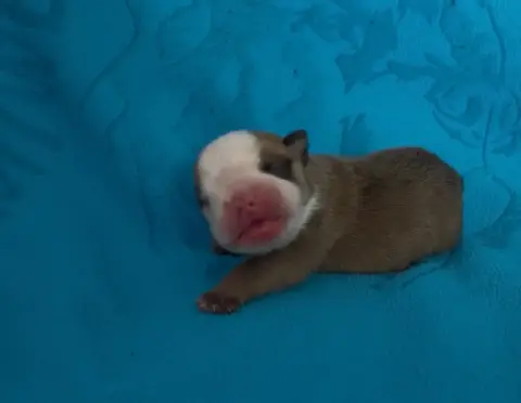 Bulldog Anglais  Chiot 7 Des Praz D'Orépac