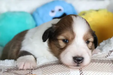 Shetland Sheepdog  Chiot N°2 Du Royaume De La Petite  c8659