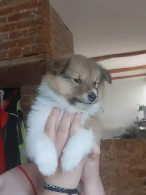 Shetland Sheepdog  Chiot N°2 Des Sources De L'Eaulne 16be0