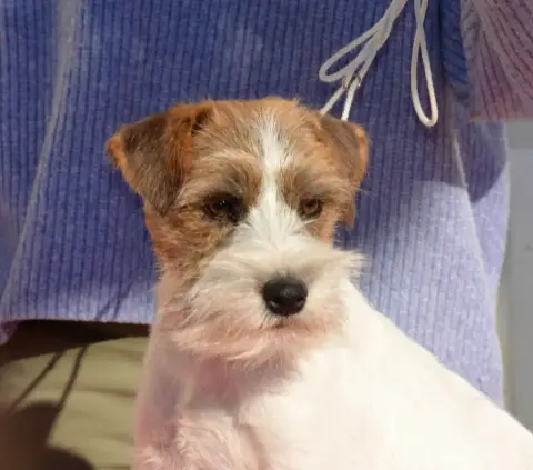 Jack Russell Terrier  Beegees Lacus Meduli photo 2