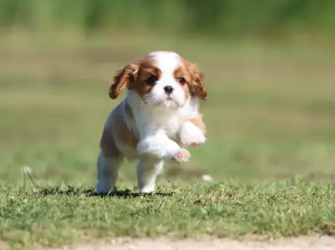 Cavalier King Charles Spaniel  Boston De La Bergerie  687db photo 2