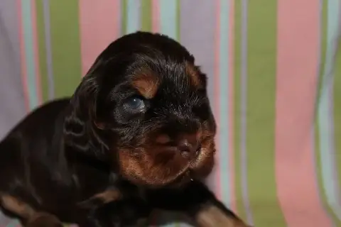 Cocker Spaniel Anglais photo 2