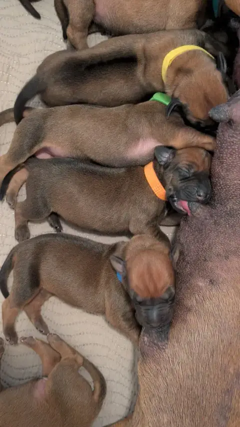 Rhodesian Ridgeback photo 2