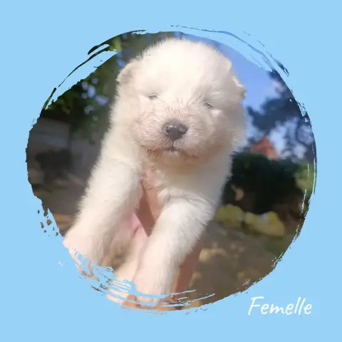 Adopter Samoyède 
                        Chiot 5