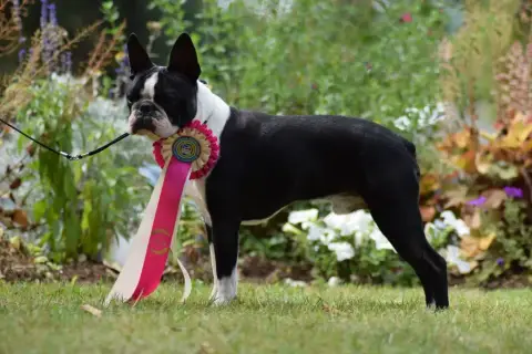 Boston Terrier photo 2