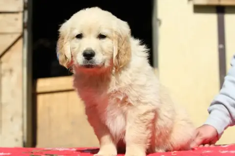 Golden Retriever  Boston (Collier Fluo) De La Tombée  e939f