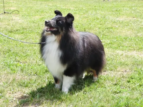Shetland Sheepdog  Aïvy Kyubi Sheperds photo 3