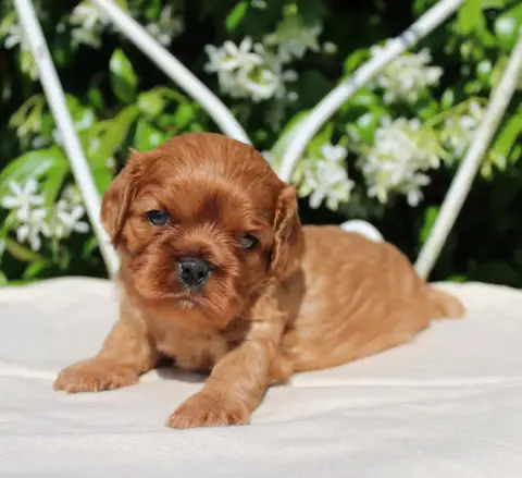 Cavalier King Charles Spaniel  Chiot N°3