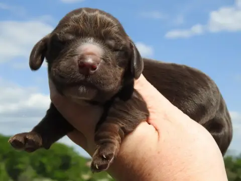 Cocker Spaniel Anglais