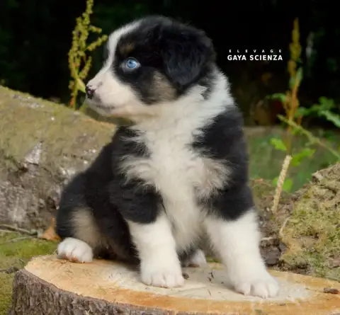 Berger Australien  Chiot N°4 Des Monts De La Gaya Sci d143b photo 3