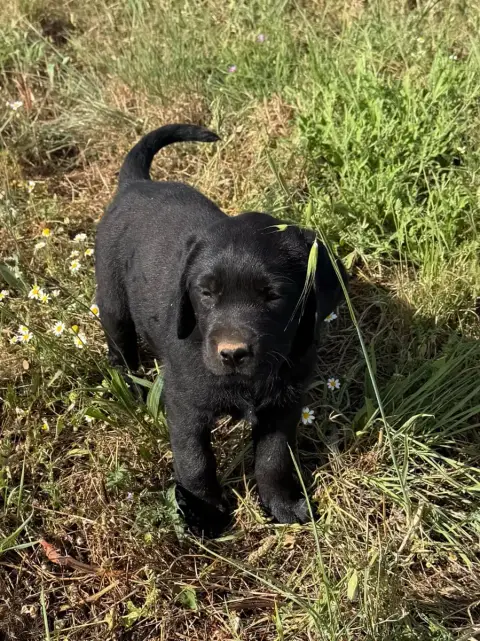 Labrador Retriever 
                        Chiot N°4 b77b6 photo 2