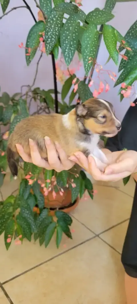 Shetland Sheepdog  B..... Des Molosses De Timoulys photo 2