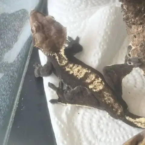 Gecko À Crête Male