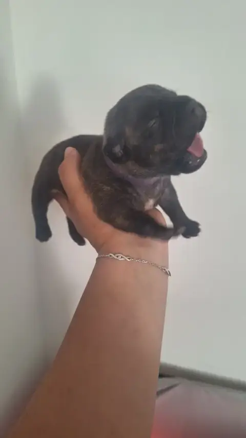 Staffordshire Bull Terrier  Chiot 1 Les Trésors De Co c2689