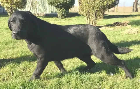 Labrador Retriever  Bambou Des Marais De Courmont photo 2